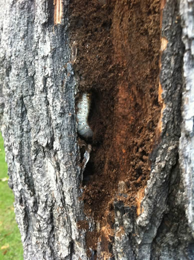 image of a fat white grub eating the rotting centre of a dead tree